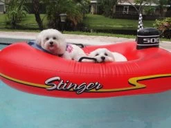 Swimline Kids Inflatable Stinger Speedboat Float -Outdoor Garden Living 996065 70c2feac b3f6 464a bb66 acd5467c42f8